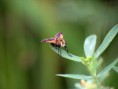 /album/diptera/mosca-parasita-trichopoda-giacomelli-jpg/